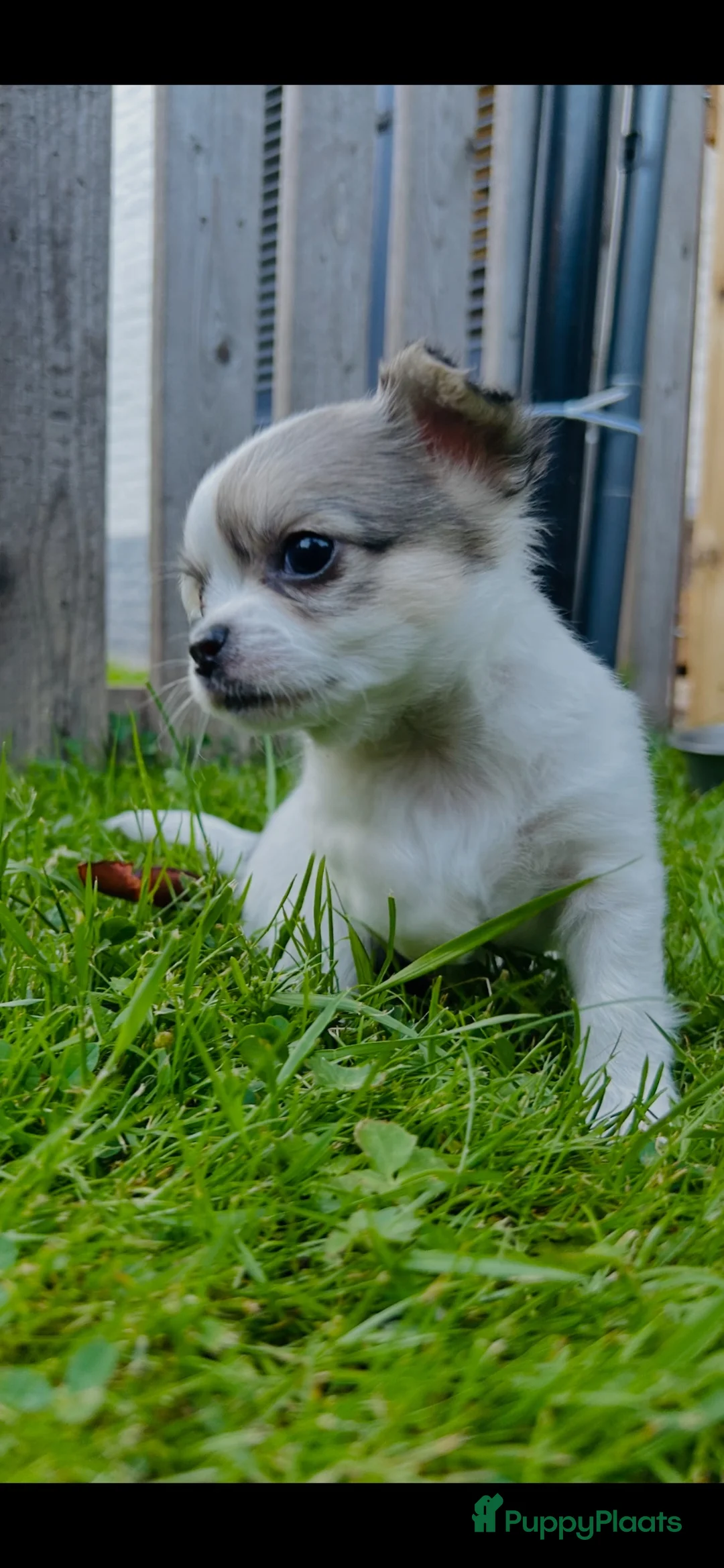 Chihuahua honden te koop: Mooie langharige chihuahua pups - Advertentie 1