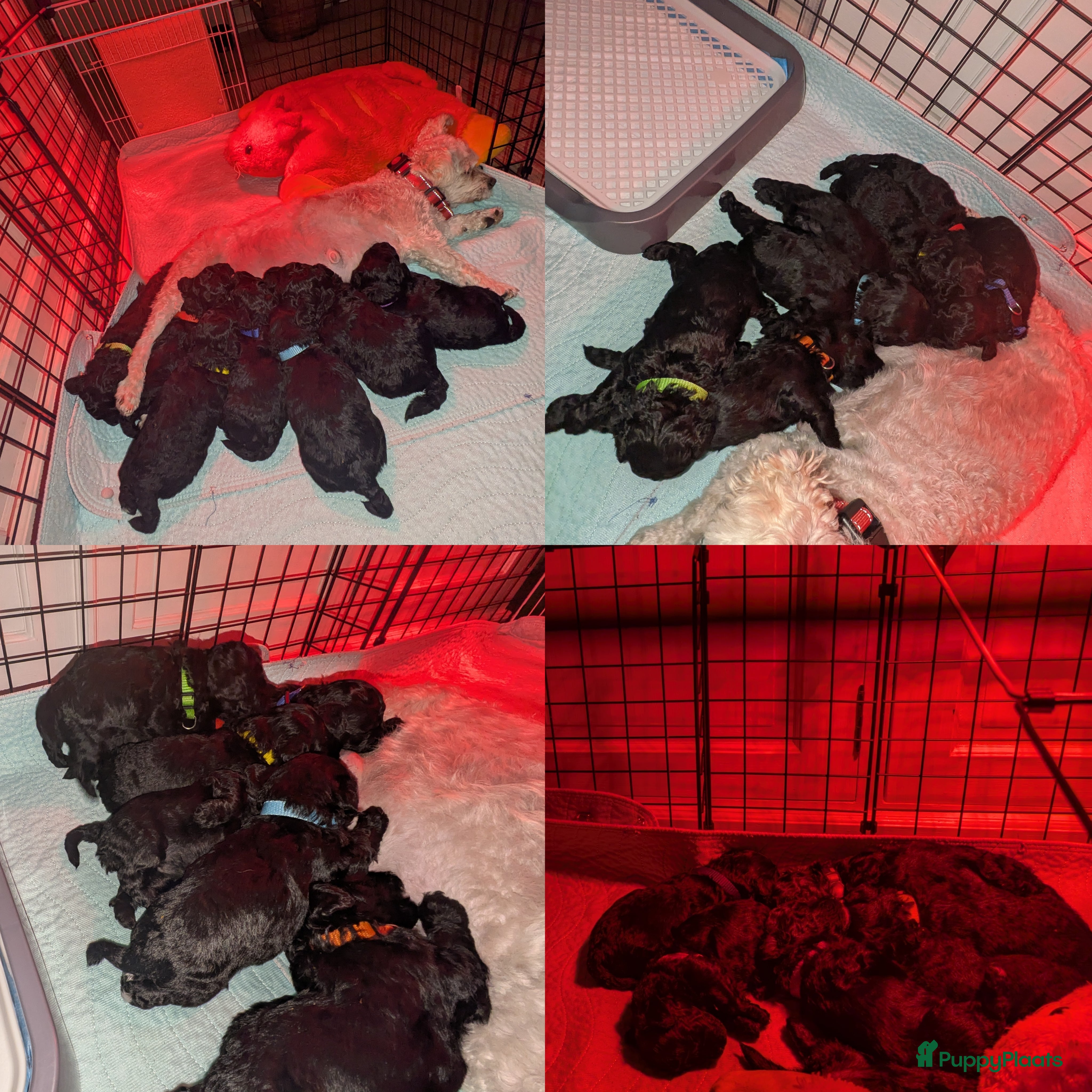 Maltipoo honden Fantastisch zwarte Maltipoo F1b 🥰 Anti-allergie - Advertentie 2