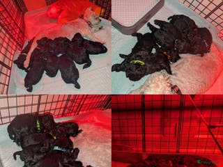 Maltipoo honden Maltipoo F1b 🥰 ! - Advertentie 1