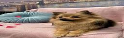 Pomeriaan honden te koop: Pomeriaan pup Merle, sable en black and tan - Advertentie 5