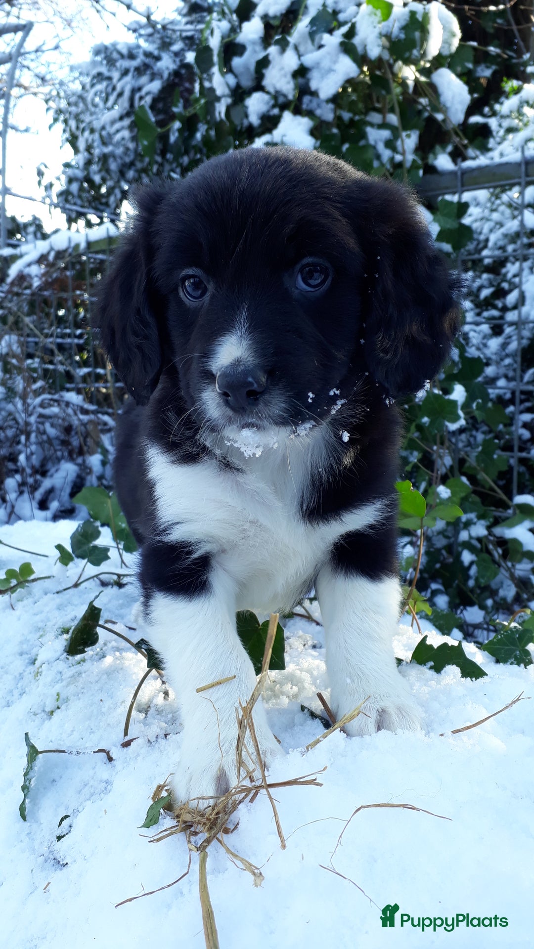 Kruising honden te koop: Prachtige kruising pups - Advertentie 2