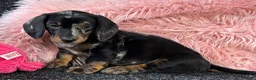 Teckel (korthaar)  honden te koop: Dwergteckel pups  in Vlagtwedde - Advertentie 4