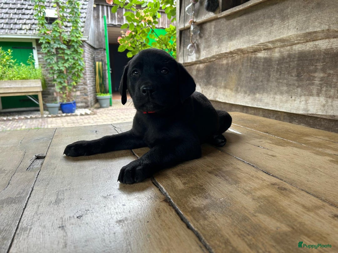 Labrador Retriever honden te koop: Te koop prachtige labrador x mechelse Herder pups - Afbeelding 7