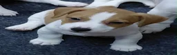 Jack Russel Terriër honden te koop: Jack Russell pups – 2 reutjes & 2 teefjes - Advertentie 3