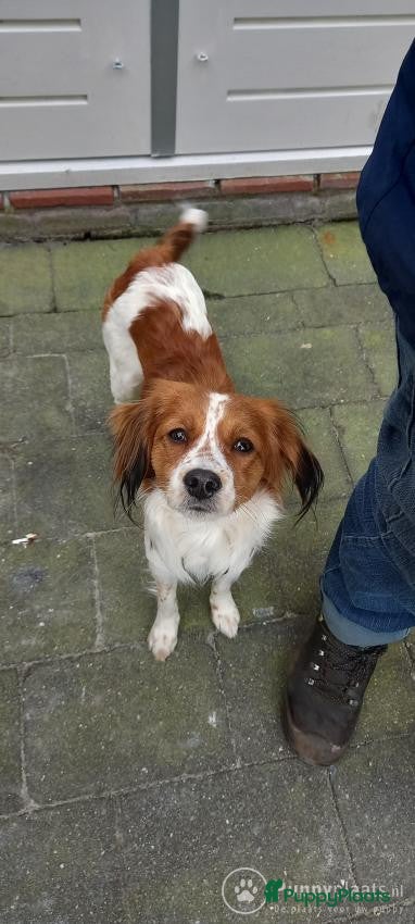 Kooikerhondje honden Kooiker dekreu aangeboden in Sumar - Advertentie 2