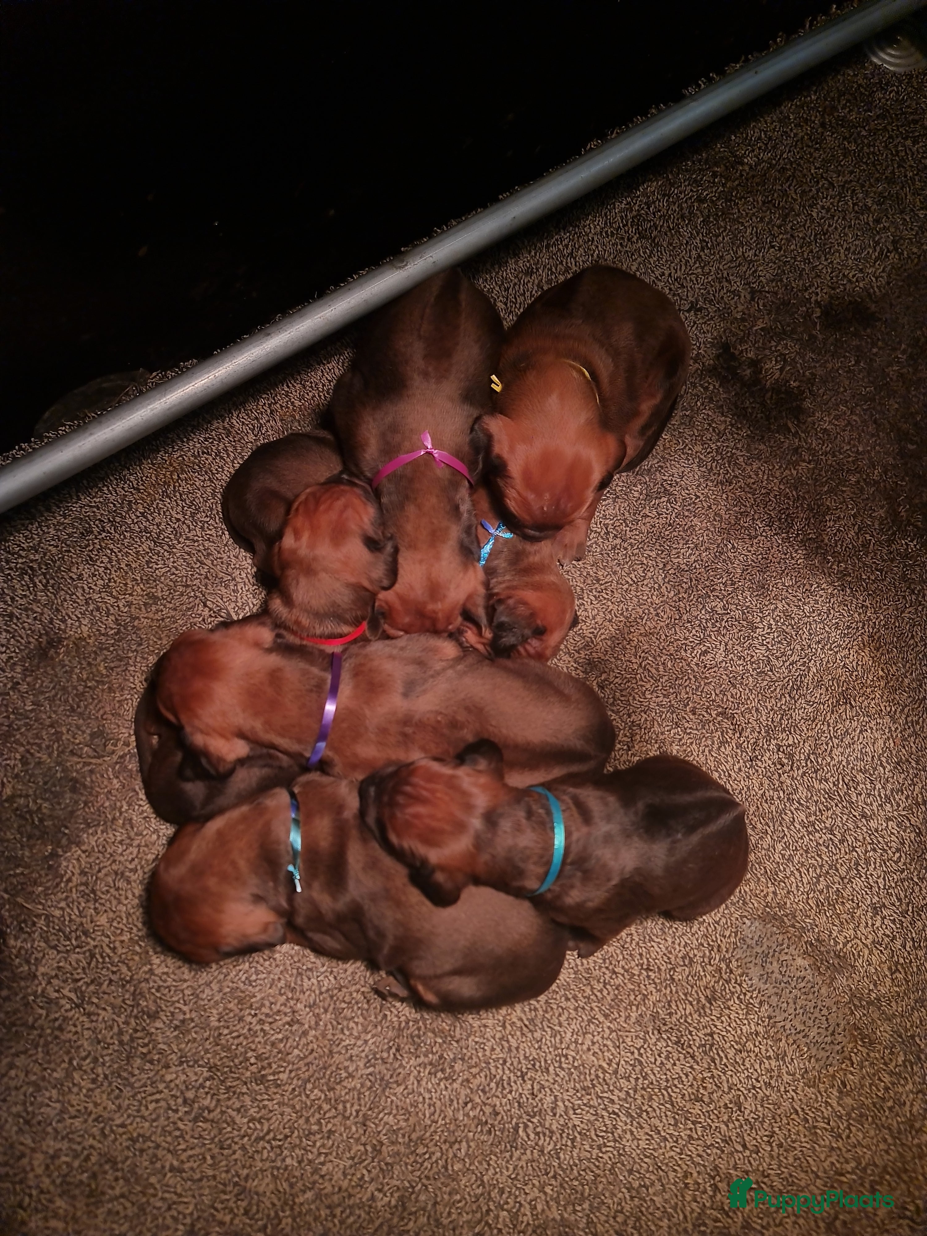 Rhodesian Ridgeback honden Rhodesian Ridgeback pups  - Advertentie 2
