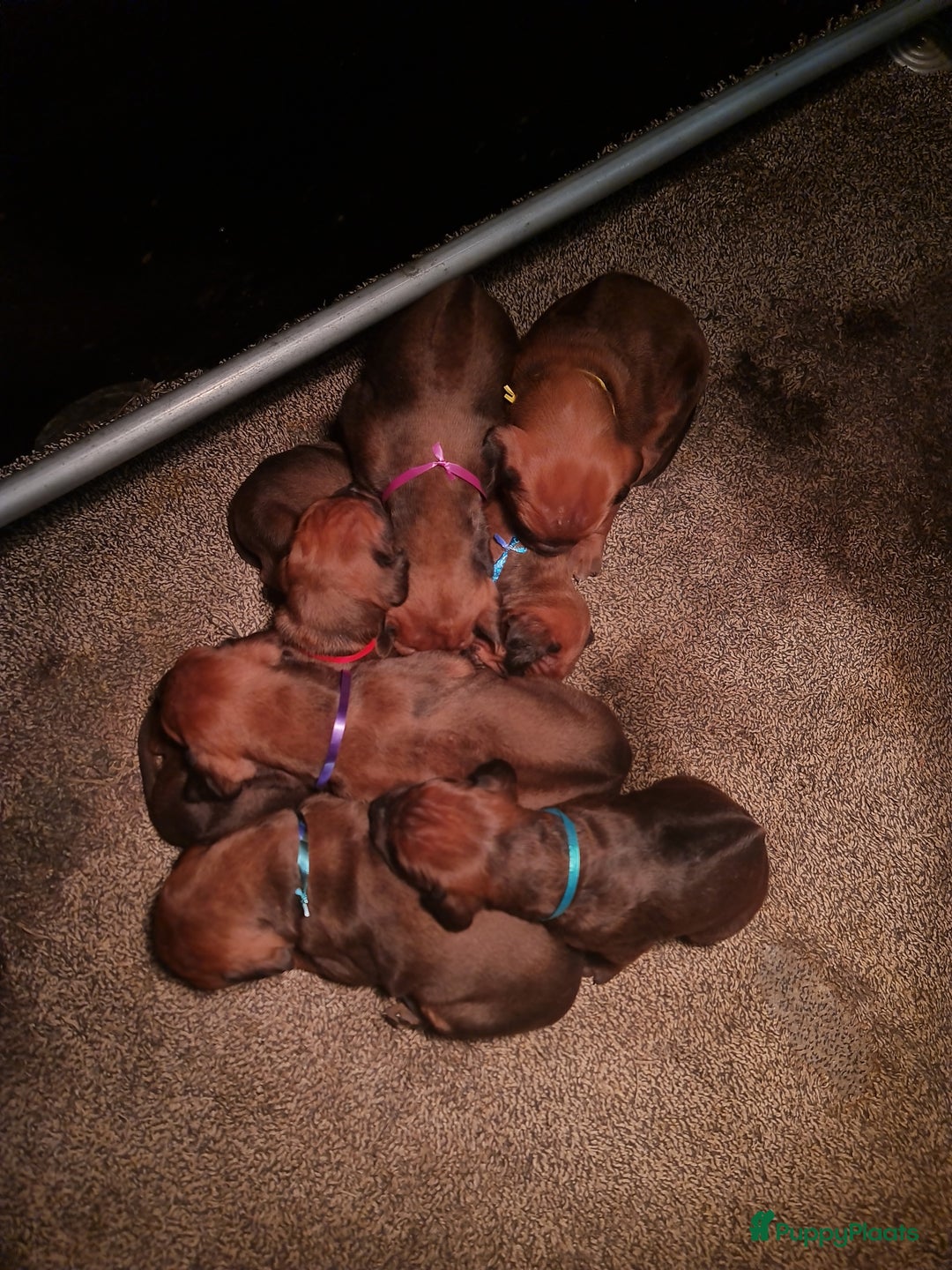 Rhodesian Ridgeback honden te koop: Rhodesian Ridgeback pups  - Advertentie 2