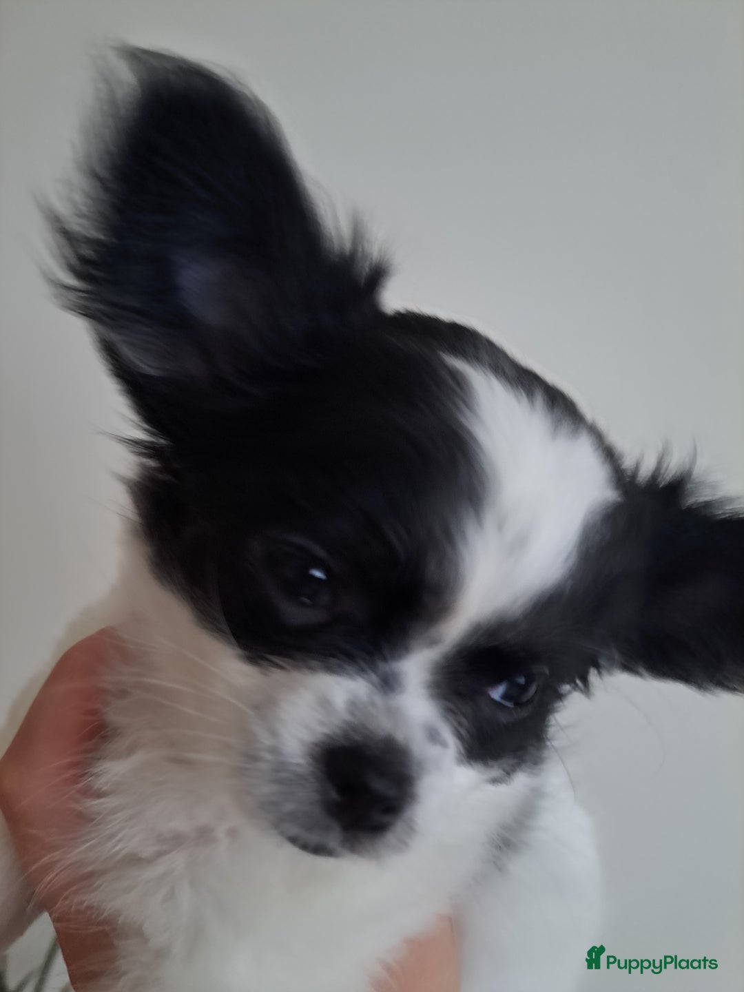 Chihuahua honden te koop: Mooi nestje chihuahua pups - Advertentie 10