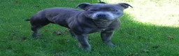 Engelse Stafford honden te koop: Engelse stafford puppies reutjes - Advertentie 7