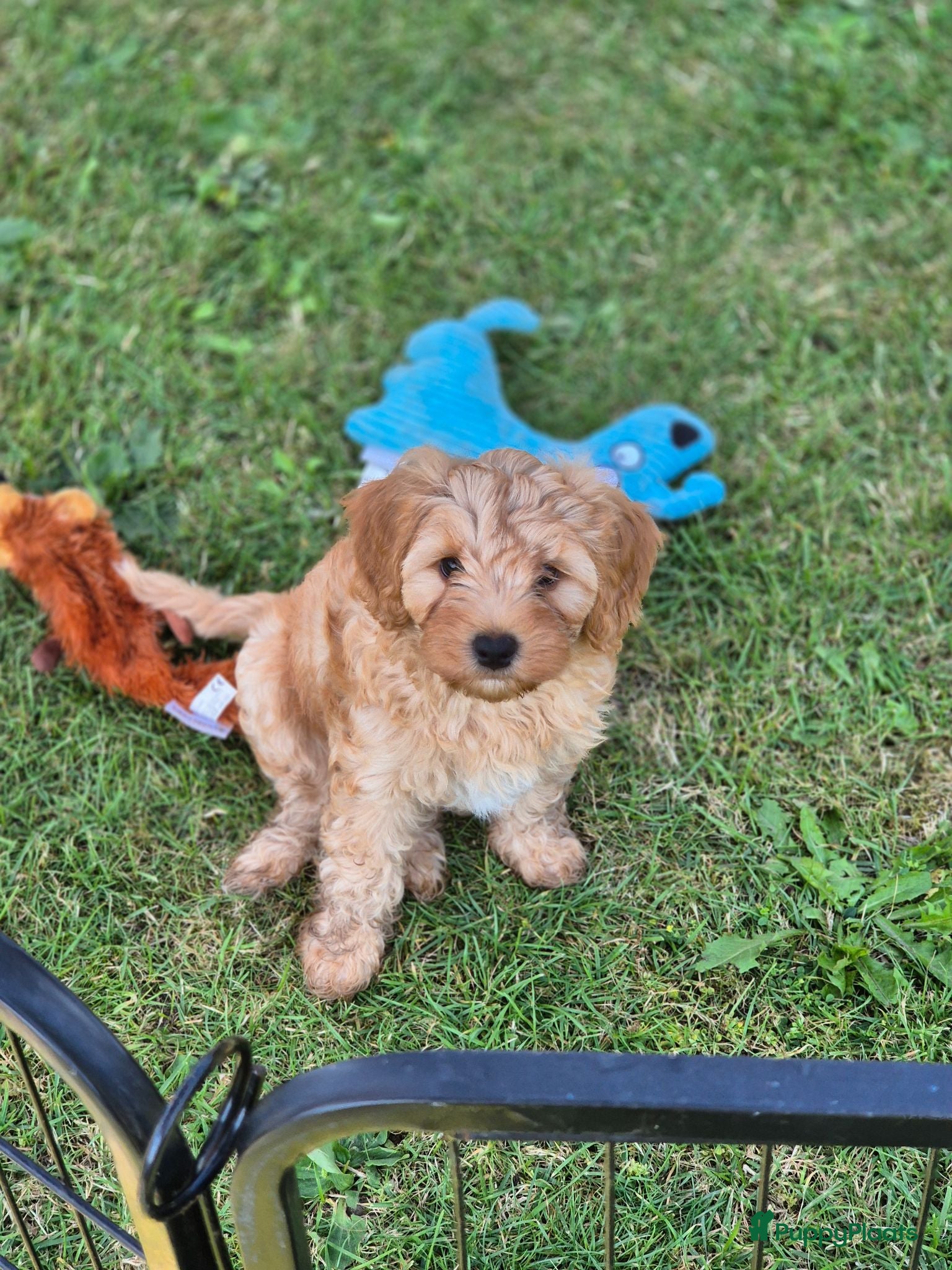 Maltipoo honden Prachtige Maltipoo pups, nog 1 reu beschikbaar  - Advertentie 1