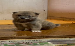 Shiba honden te koop: Shiba inu in Genk - Afbeelding 12