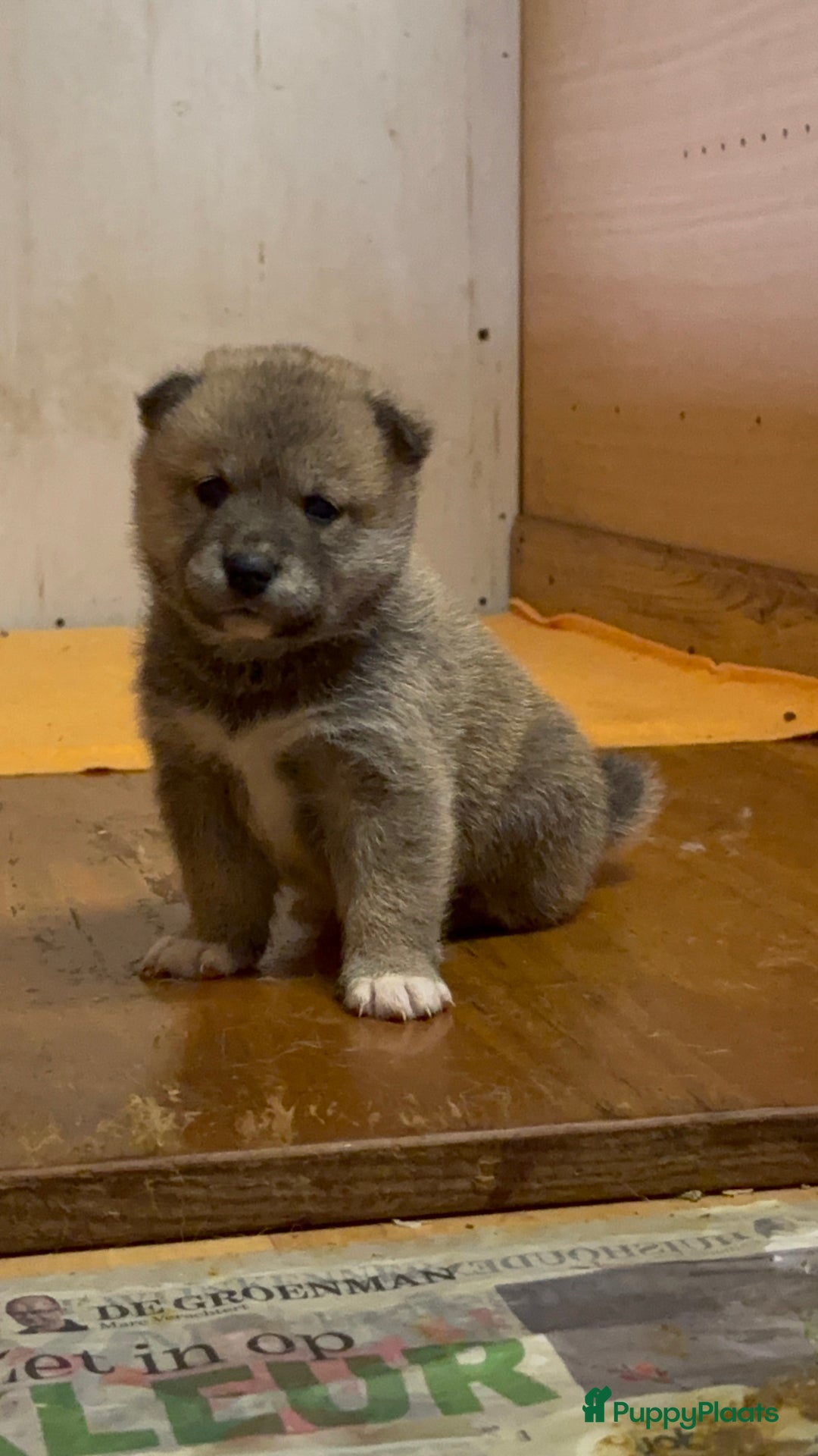 Shiba honden te koop: Shiba inu in Genk - Afbeelding 12