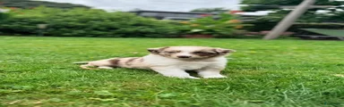Australian Shepherd 1