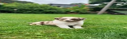Australian Shepherd honden te koop: Australian Shepherd - Advertentie 27