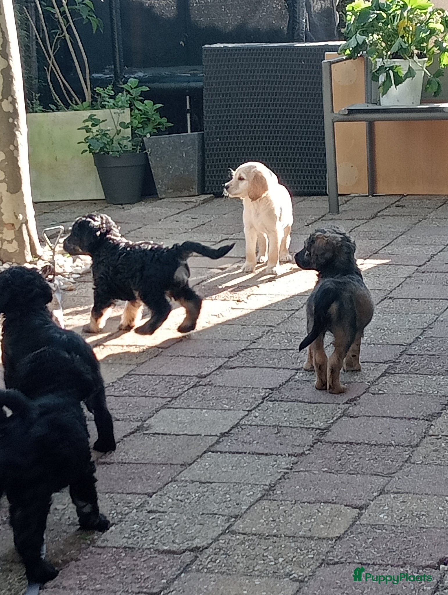 Labradoodle honden te koop: Labradoodle puppies  - Advertentie 4