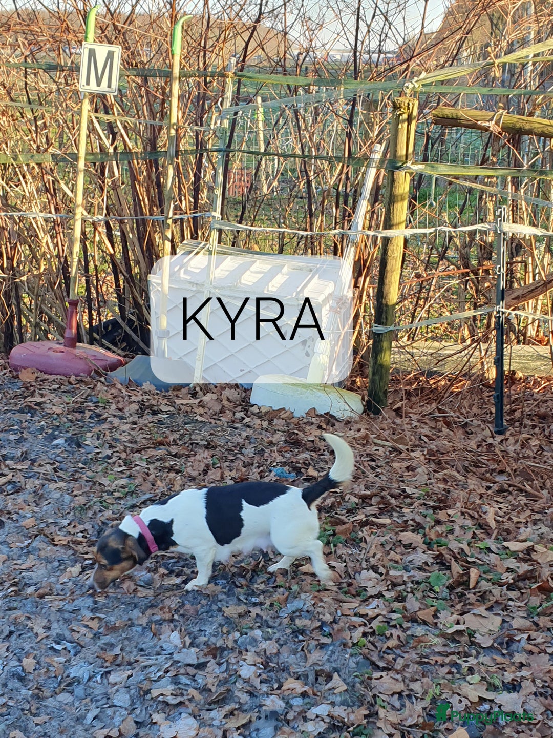 Jack Russel Terriër honden te koop: Mooie RASZUIVER JACK RUSSELL PUPPIES   GEZOND - Advertentie 8