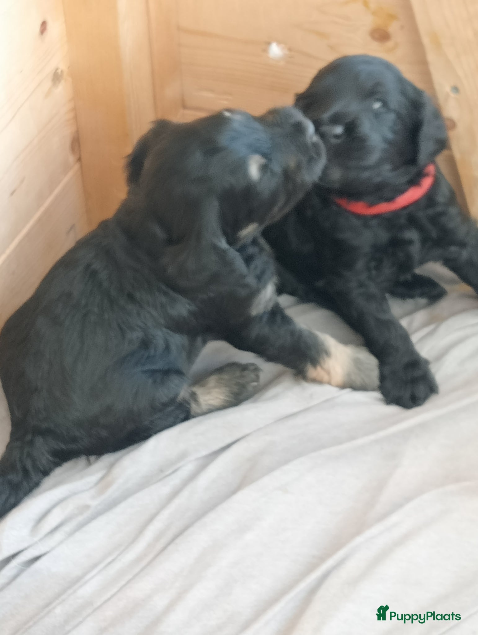 Labradoodle honden Labradoodle puppies  - Advertentie 15