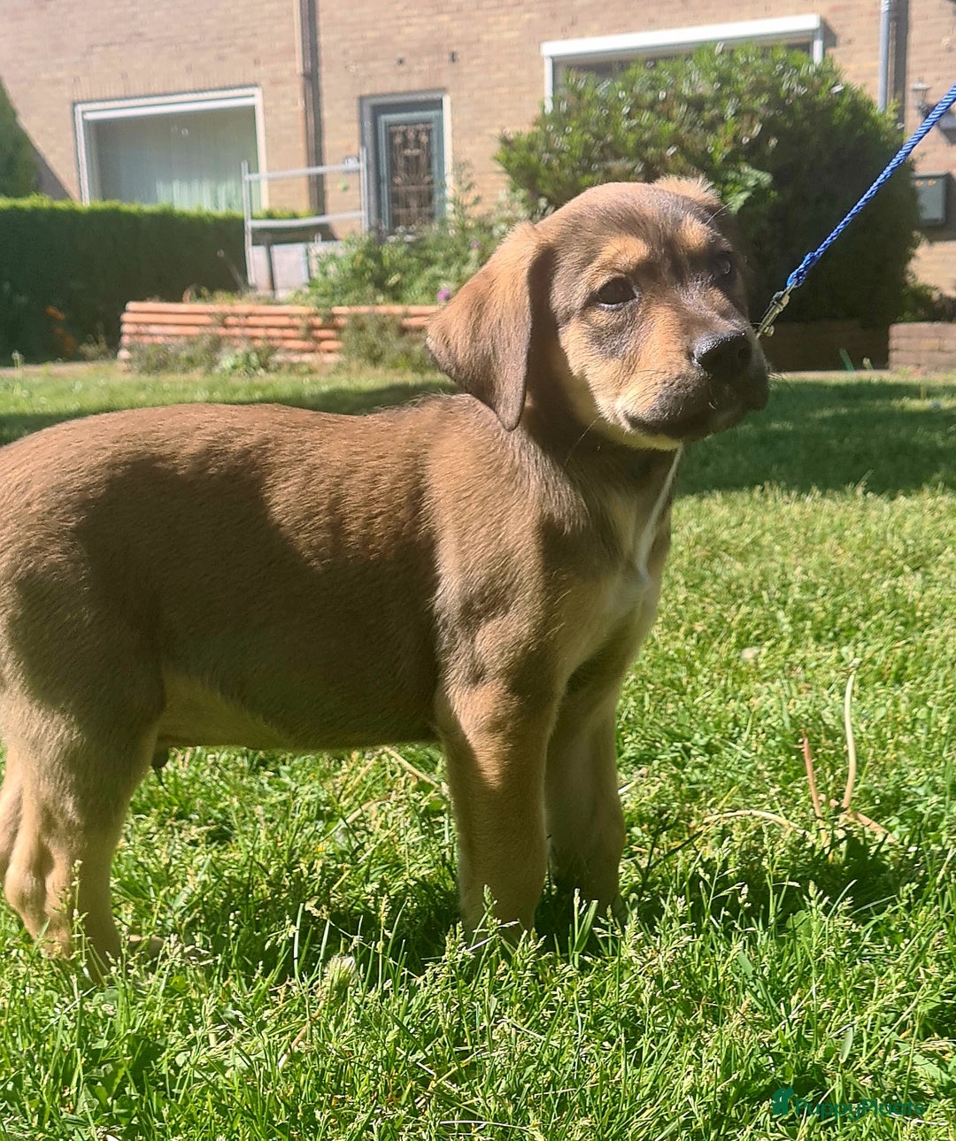 Golden Retriever honden te koop:  golden Retriever xlabrador x shaperd sh in Nieuwerbrug aan den Rijn - Afbeelding 3