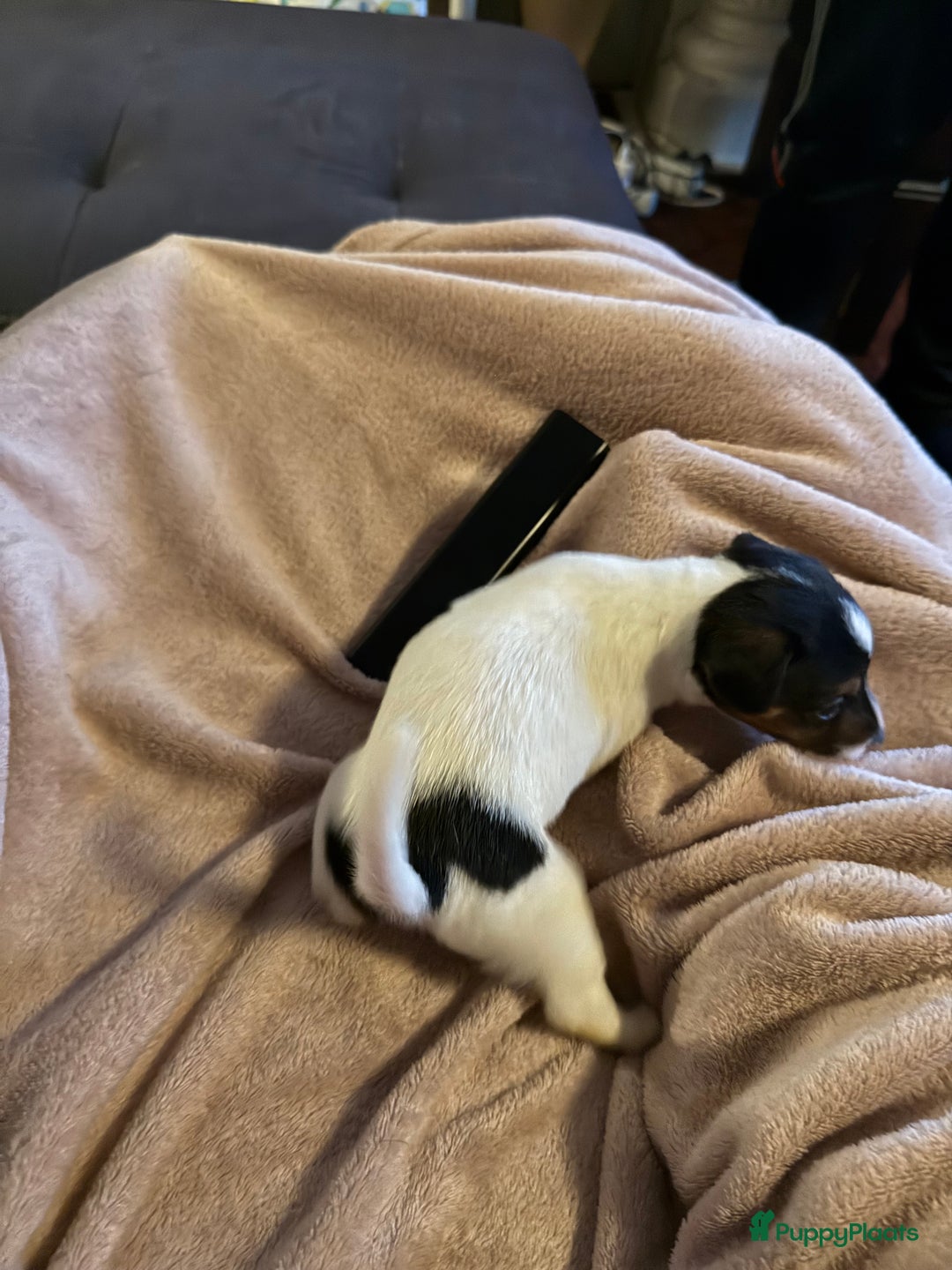 Jack Russel Terriër honden te koop: Jack russel pups - Advertentie 10