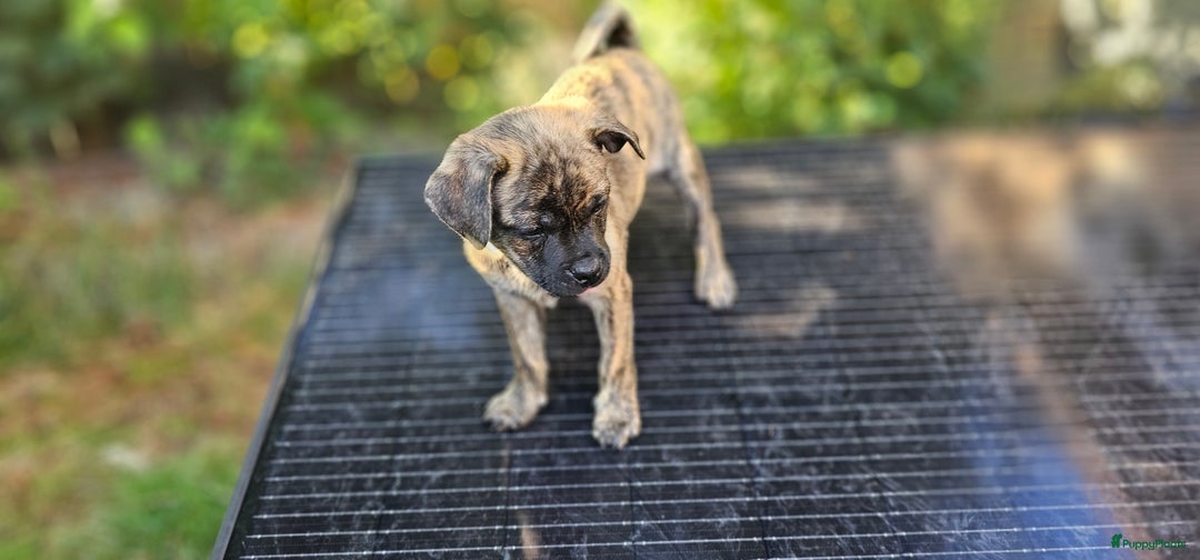 Kruising honden te koop: Kruising AHT American Hairless Terriër X Bulletje  in Hazerswoude-Rijndijk - Afbeelding 4