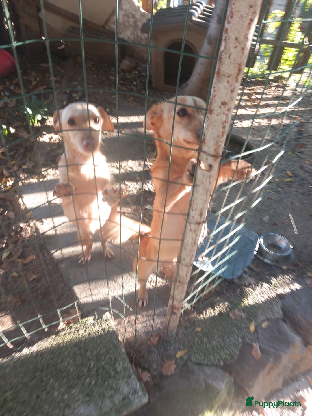 Kruising honden te koop: Thema en Louis zoeken baasje - Advertentie 4