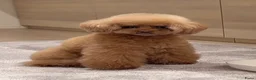 Shihpoo honden te koop: Klein blijvende mini doodle - boom-poo in Oss - Advertentie 9