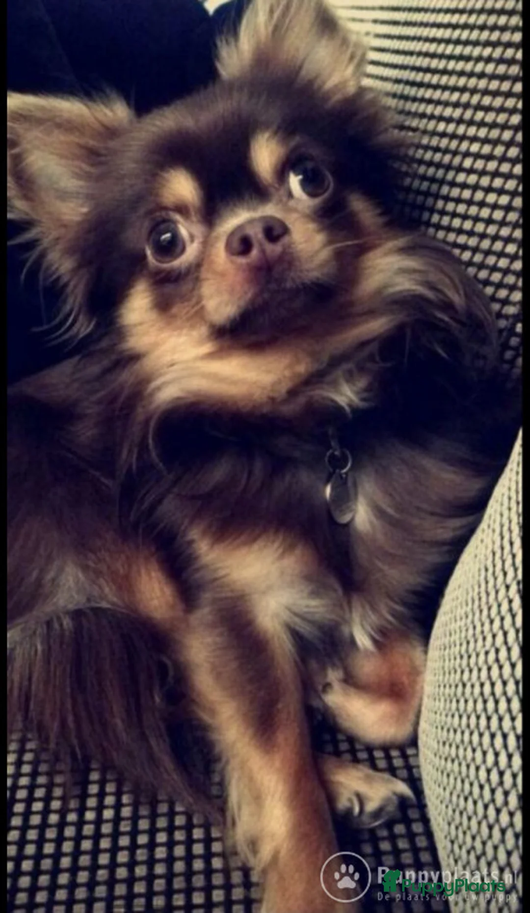 Chihuahua honden ter dekking: Dekreu aangeboden in Asten - Advertentie 3