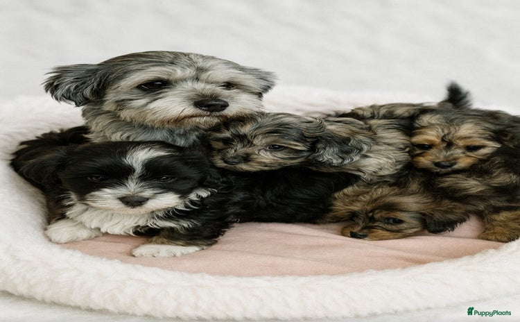 Boomer honden Super mooi gezonde boomer pups. Ook merle kleur ! - Advertentie 1