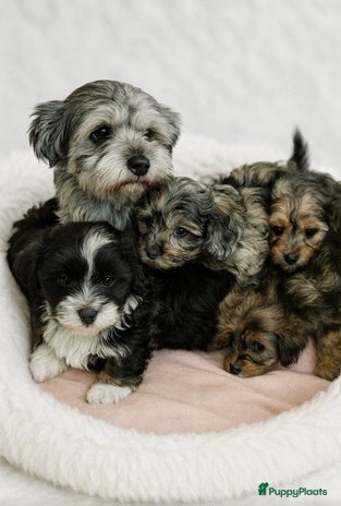 Boomer honden Super mooi gezonde boomer pups. Ook merle kleur ! - Advertentie 1
