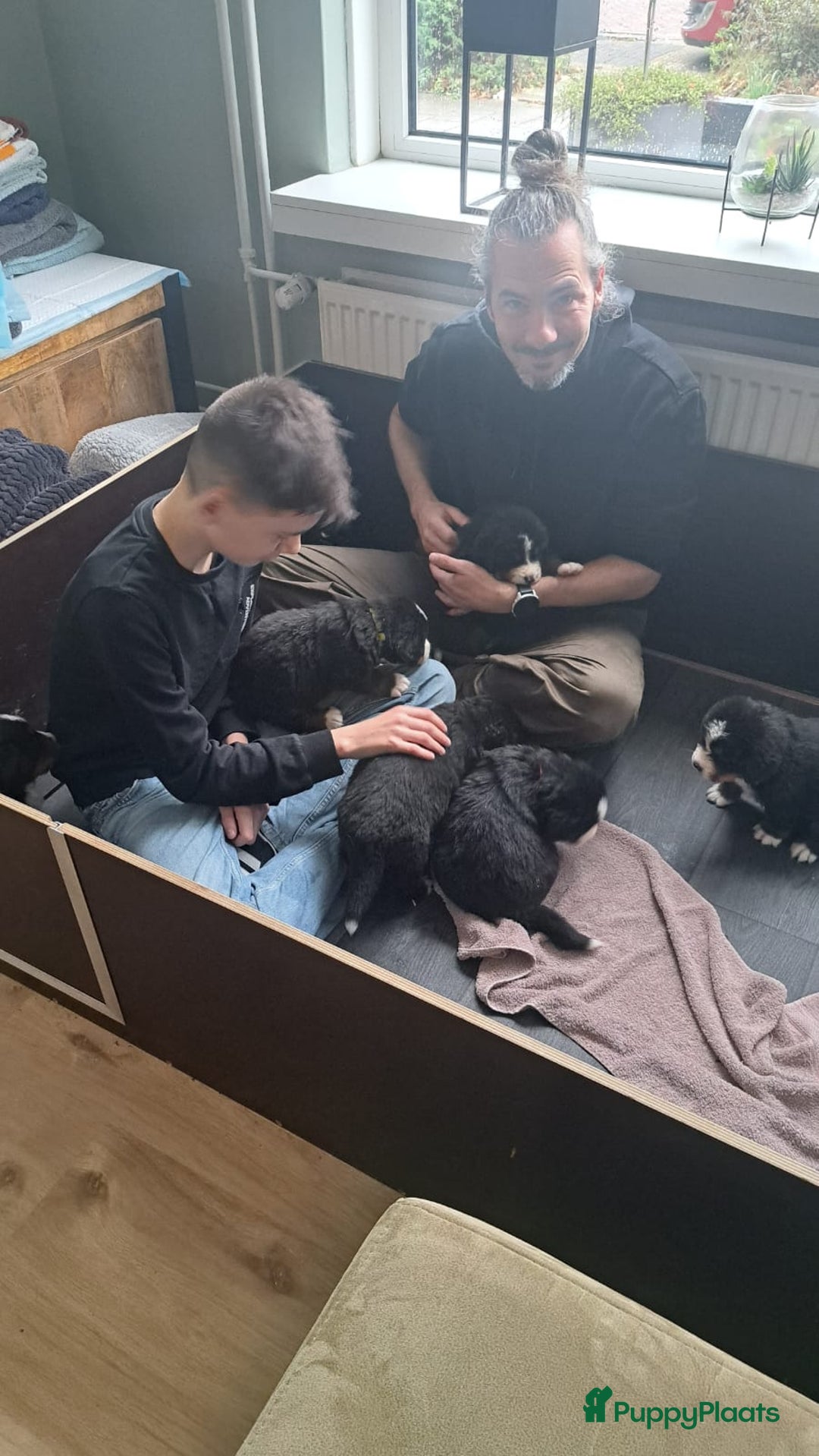 Berner Sennenhond honden te koop: Te koop berner sennen pups - Advertentie 5