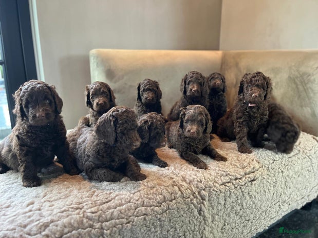 Labradoodle honden Labradoodle pups - Advertentie 2