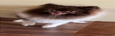 Pomeriaan 1