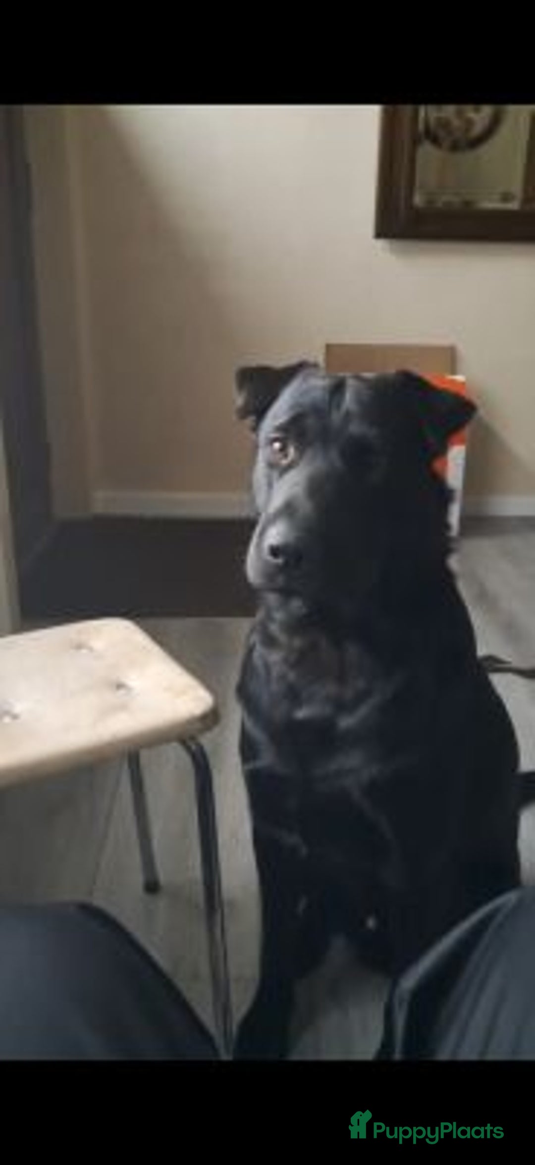 Kruising honden ter adoptie: polar een schat van een hond!!!!!! - Advertentie 3