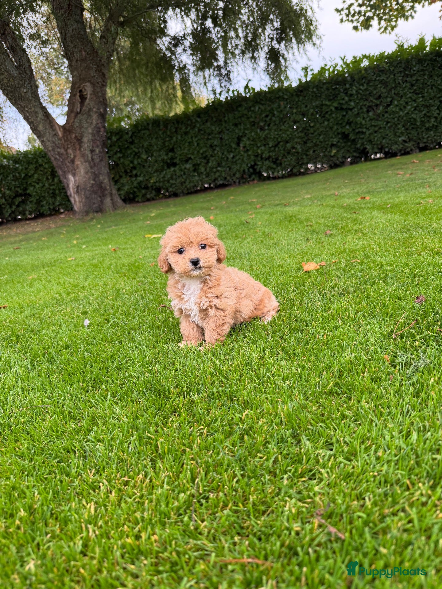 Maltipoo honden Maltipoo (Maltezer x Poedel) pups - Advertentie 1