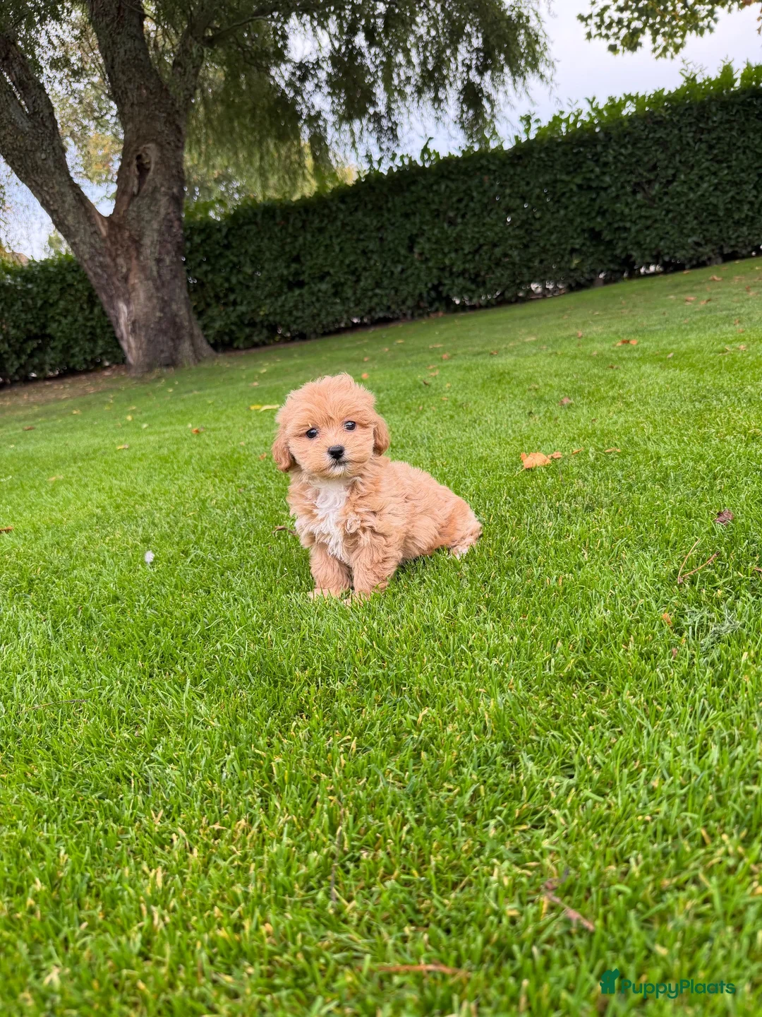 Maltipoo honden te koop: Maltipoo (Maltezer x Poedel) pups - Advertentie 1