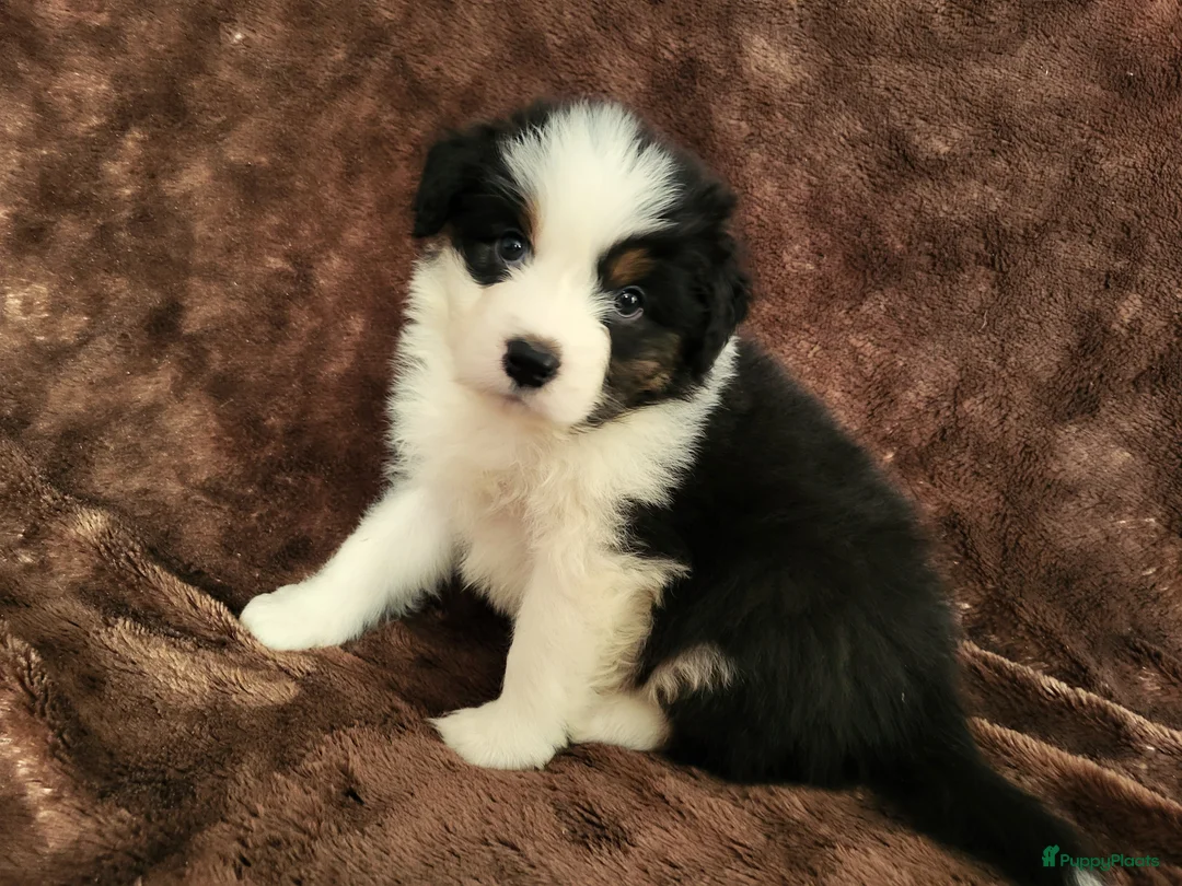 Australian Shepherd honden te koop: Australian Shepherd ouders FCI Stamboom - Advertentie 6