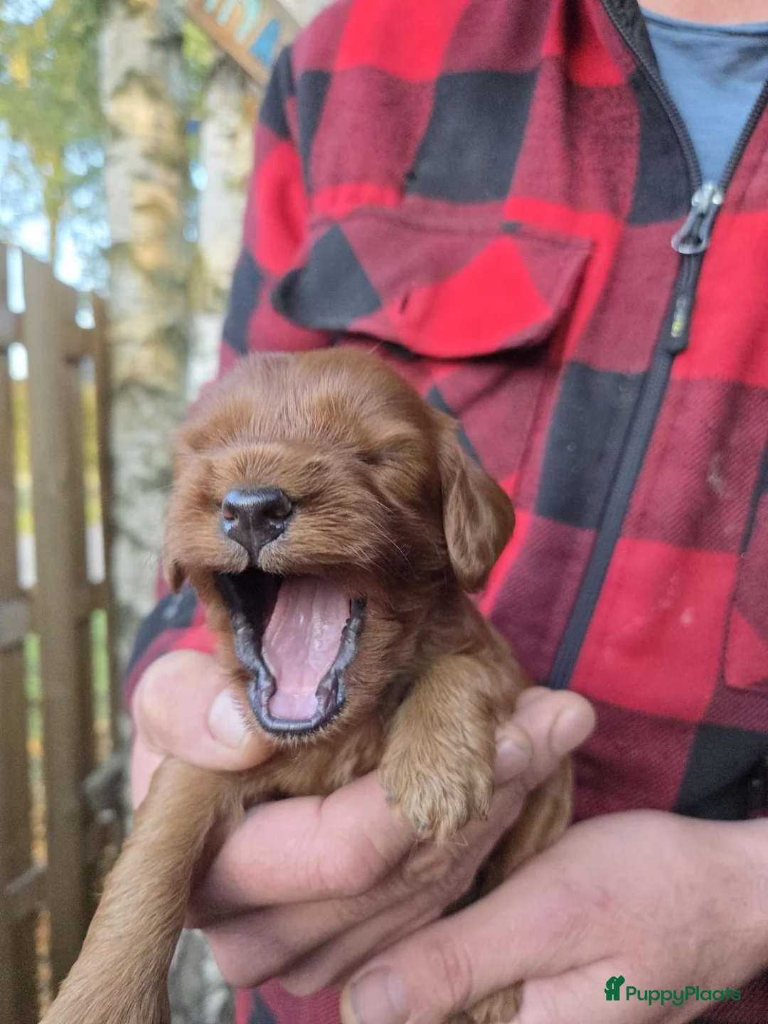 Cockapoo honden te koop: Cockapoo pups beschikbaar  - Advertentie 1