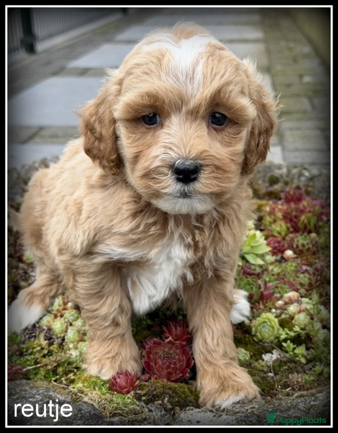 Maltipoo honden te koop: Maltipoo F1b pups - Advertentie 2