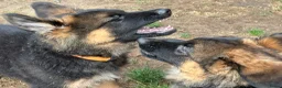 Duitse Herder honden te koop: Duitse herder puppy’s - Advertentie 23