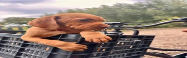 Vizsla korthaar 3