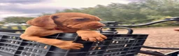 Vizsla korthaar honden te koop: Vizsla puppy’s - Advertentie 16
