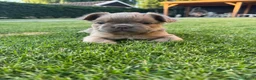 Franse Bulldog honden te koop: Fluffy Franse bulldog fluffy frenchie - Advertentie 5