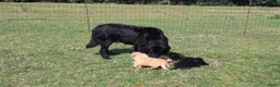 Labrador Retriever honden te koop: Wij hebben hele knappe labrador pups te koop - Advertentie 13