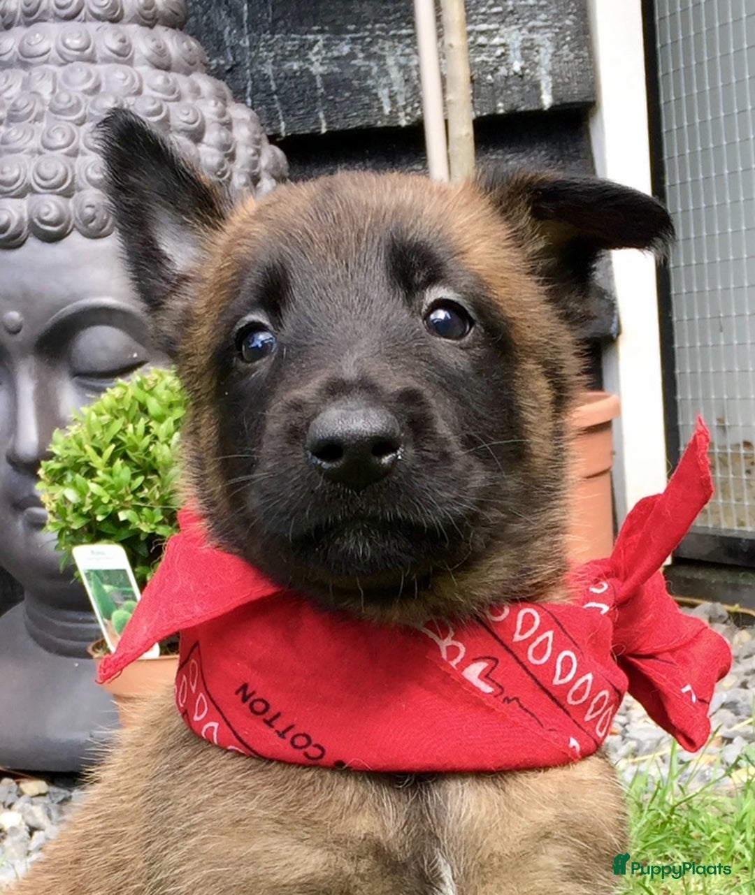 Mechelse Herder honden te koop: Mechelse herder pups met stamboom F.C.I - Advertentie 26