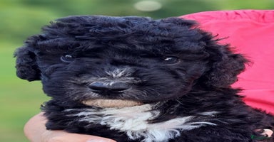 Spaanse Waterhond honden - Advertentie 4