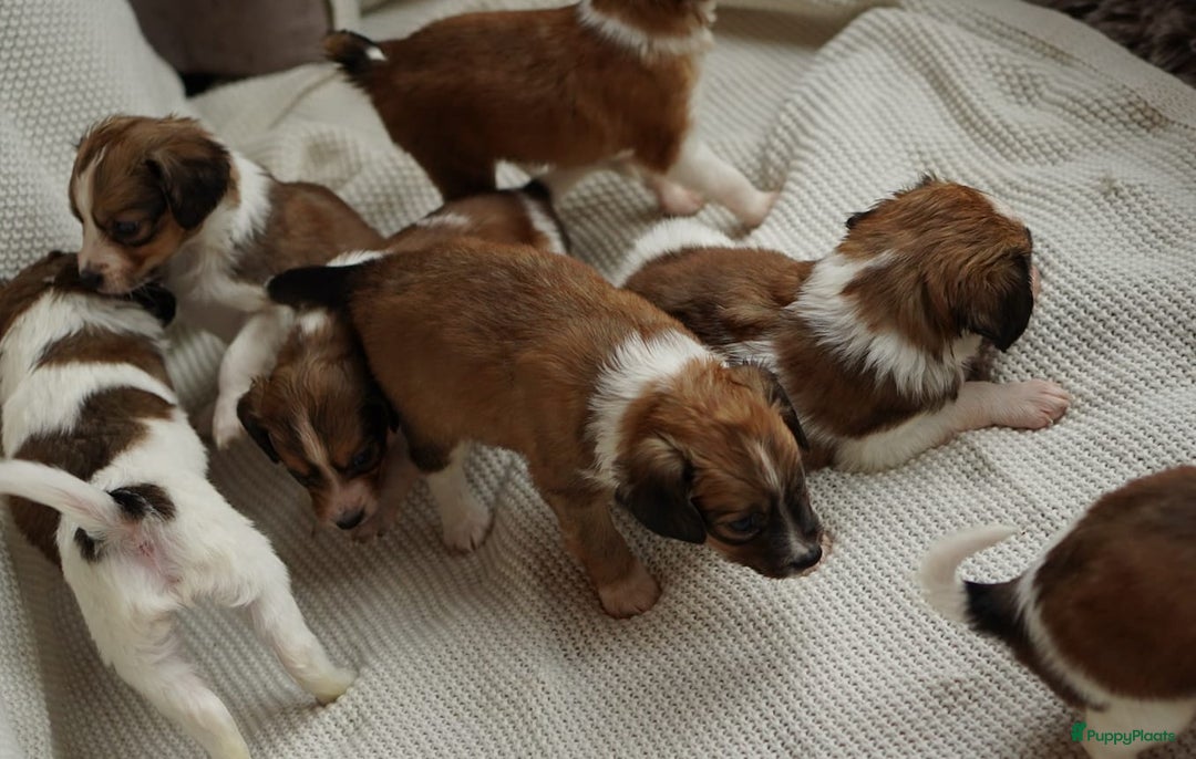 Kooikerhondje honden te koop: 8 week oude kooikerpups op zoek naar warm thuis. - Advertentie 12