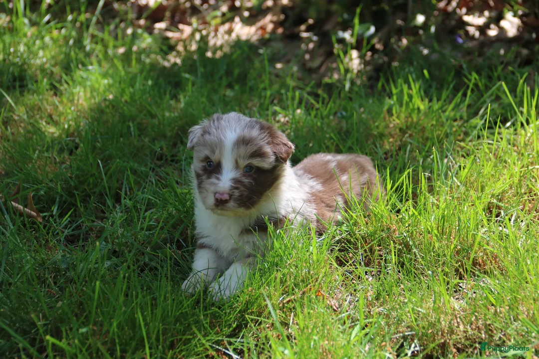 Australian Shepherd honden te koop: Raszuivere Australian Shepherd pups - Advertentie 9
