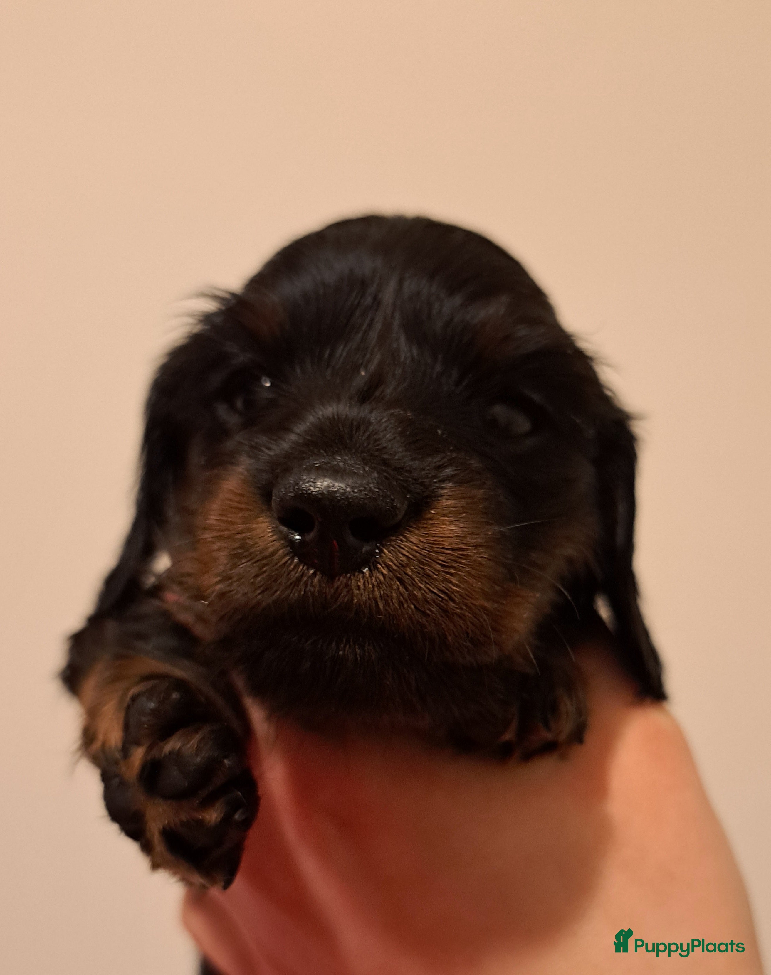 Teckel (korthaar)  honden Dwerg langhaar puppies - Advertentie 2