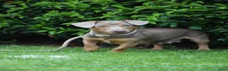 Jack Russel Terriër honden te koop: lieve pups zoeken een nieuw huisje - Advertentie 25