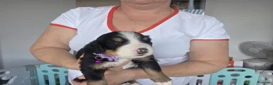 Berner Sennenhond Puppy 6